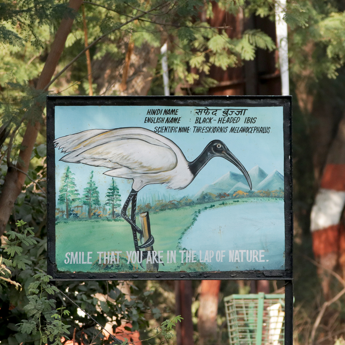 Black-headed Ibis